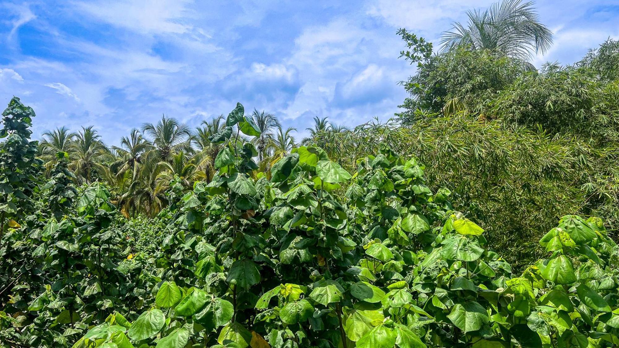 Hostal Mocambo Beach Guachaca Ngoại thất bức ảnh